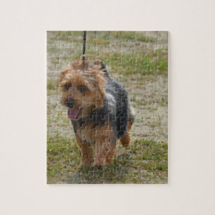 Puzzle Terrier australien mignon