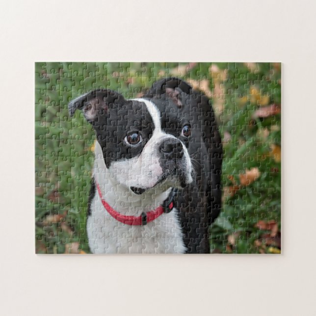 Puzzle Terrier de Boston (Horizontal)