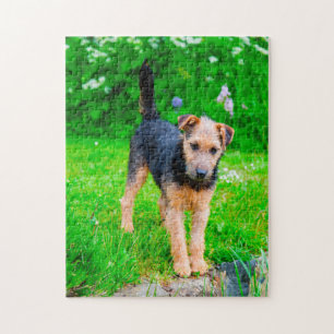 Puzzle Terrier de Lakeland.