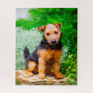 Puzzle Terrier de Lakeland.