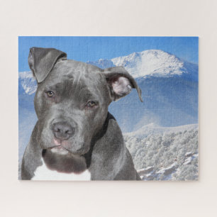 Puzzle Terrier Pitbull.