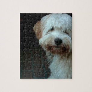 Puzzle terrier tibétain 2