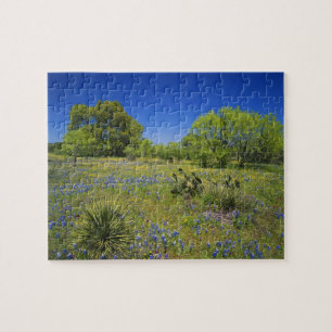 Puzzle Texas, Texas Hill Country, Low bladderpod,