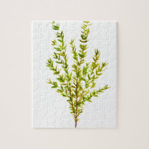 Puzzle Thyme herbs Botanical herb watercolor green