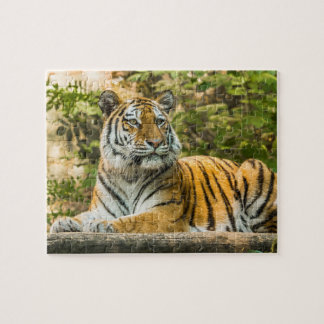Puzzle Tiger assis