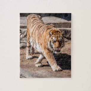 Puzzle Tiger pacing