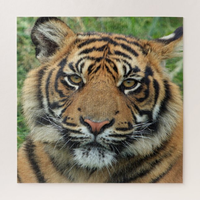 Puzzle Tigre (Vertical)