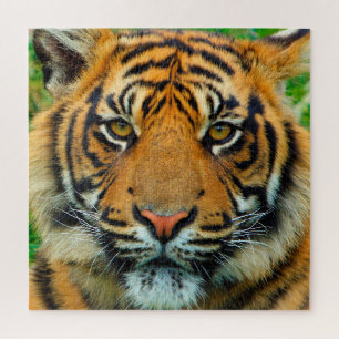 Puzzle Tigre