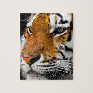 Puzzle Tigre