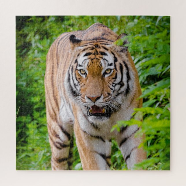 Puzzle Tigre Adulte Prowling Parmi Les Feuilles Vert Clai (Vertical)