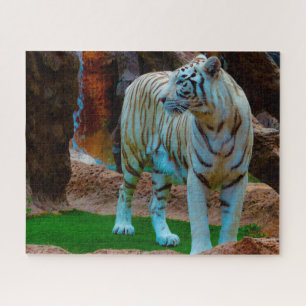 Puzzle Tigre blanc du Bengale. Grands félins.