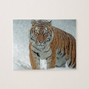 Puzzle Tigre dans la neige