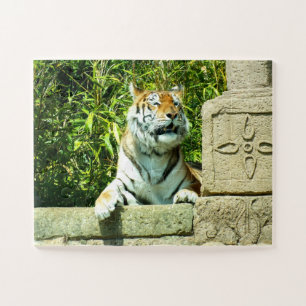 Puzzle Tigre dans le temple