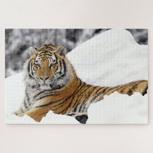 Puzzle Tigre du Bengale qui vous regarde depuis la neige