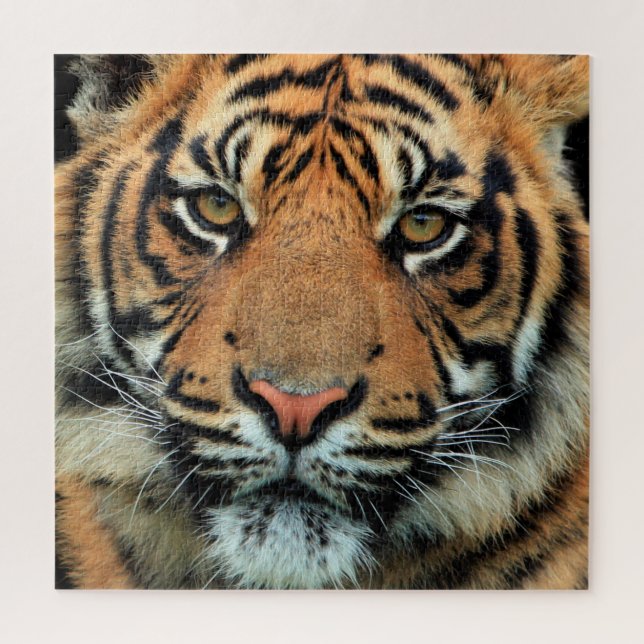 Puzzle Tigre - Face - (Vertical)