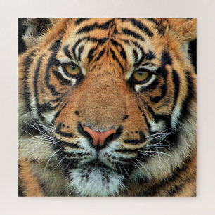 Puzzle Tigre - Visage -