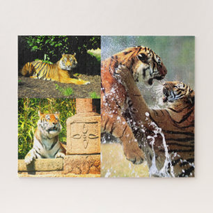 Puzzle Tigres