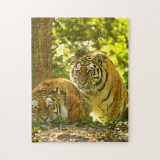 Puzzle Tigres de Sibérie