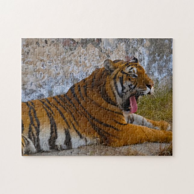 Puzzle Tigres sauvages Pakistan. (Horizontal)