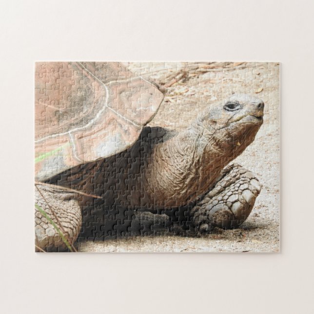Puzzle Tortoise (Horizontal)