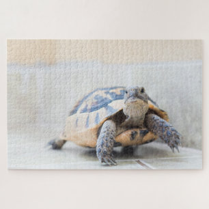 Puzzle Tortue