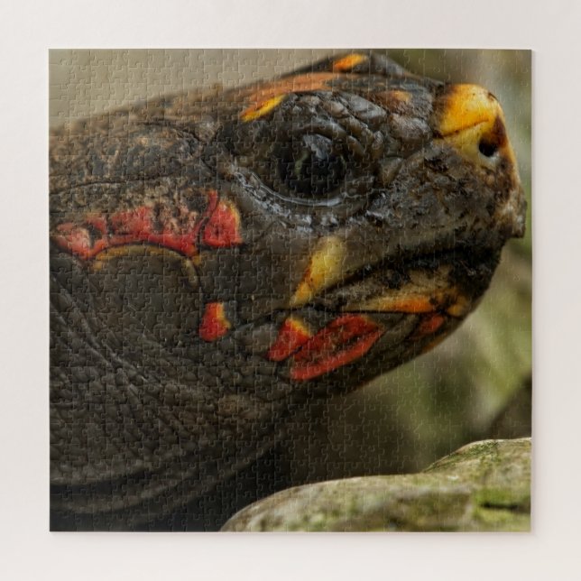 Puzzle Tortue à pied rouge (Vertical)