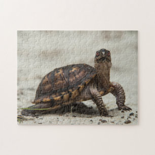 Puzzle Tortue-boîte commune