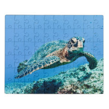 Tortue de mer verte