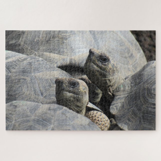 Puzzle tortue des bébés galapagas (Horizontal)