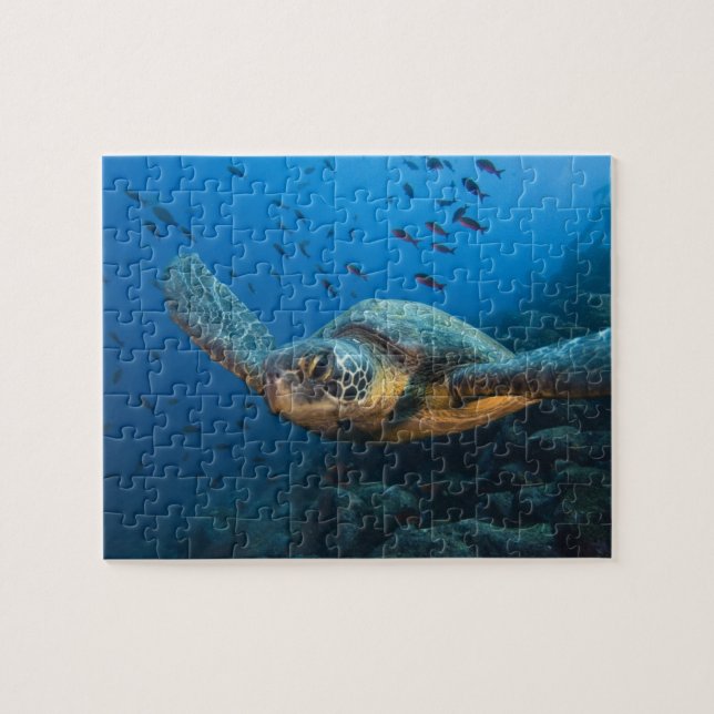 Puzzle Tortue noire (verte) (Chelonia agassizi) (Horizontal)