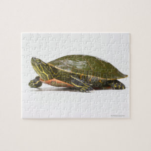 Puzzle Tortue peinte occidentale (Chrysemys picta bellii)