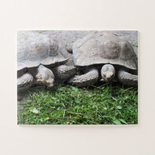 Puzzle Tortues