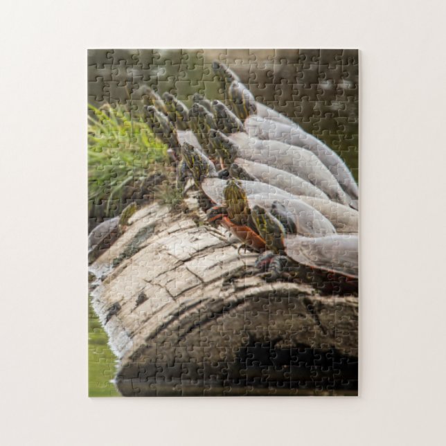 Puzzle Tortues Peintes Se Soldant Dans Un Étang (Vertical)