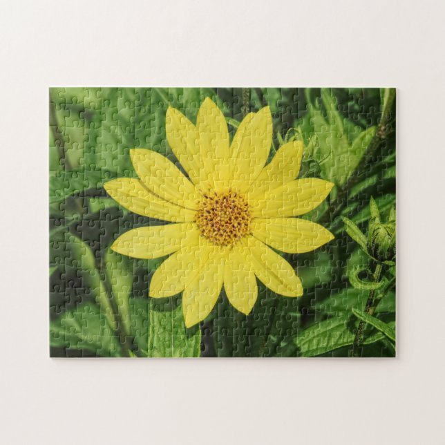 Puzzle Tournesol de Helianthus 'Lemon Queen' (Horizontal)