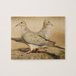 Puzzle Tourterelle triste