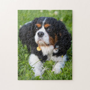 Puzzle Tri Couleur Cavalier King Charles Spaniel Chien Ch