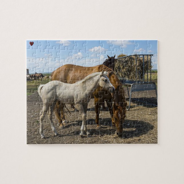 Puzzle Trimestre Horses Texas (Horizontal)