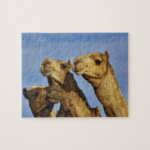 Puzzle Trio de chameaux, marché aux chameaux, Le Caire, E