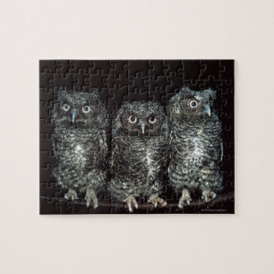 Puzzle trois chouettes