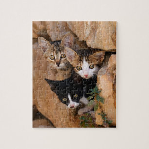 Puzzle Trois mignons chatons curieux dans un mur