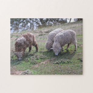 Puzzle - Trois moutons