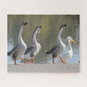Puzzle - Trois oies et un pélican