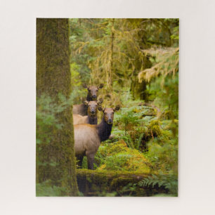 Puzzle Trois Vaches De Elk Roosevelt Regardant Vue