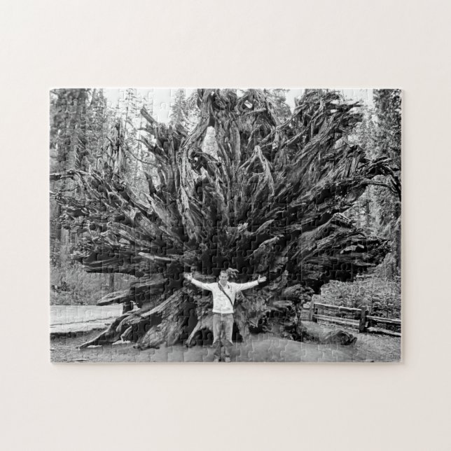 Puzzle Tronc Arbre de Sequioa Large Angle - 11x14 - 252 p (Horizontal)