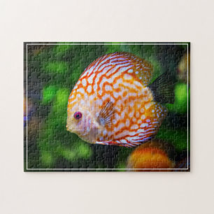Puzzle tropical de jeu de poissons