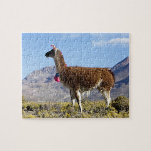 Puzzle Troupeau de lamas décorés dans la Puna, montagnes