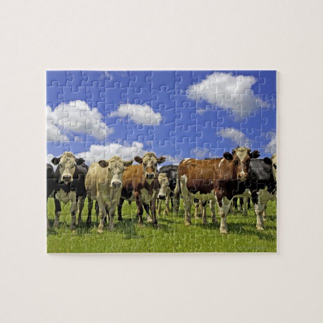 Puzzle Troupeau de vache | Nouvelle Zélande (Horizontal)