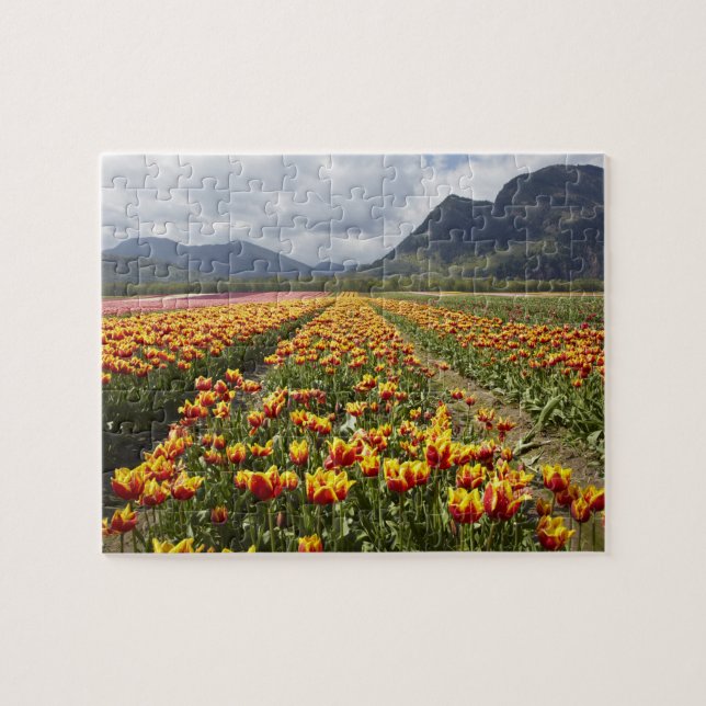 Puzzle Tulip Farm près d'Agassiz, Colombie-Britannique, (Horizontal)