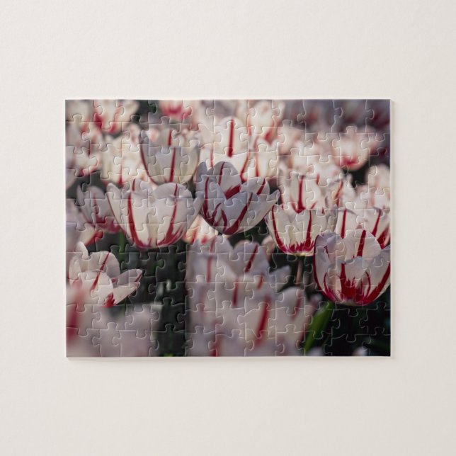 Puzzle Tulipe (Horizontal)