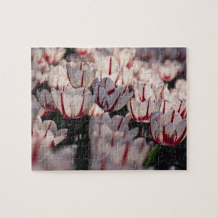 Puzzle Tulipes